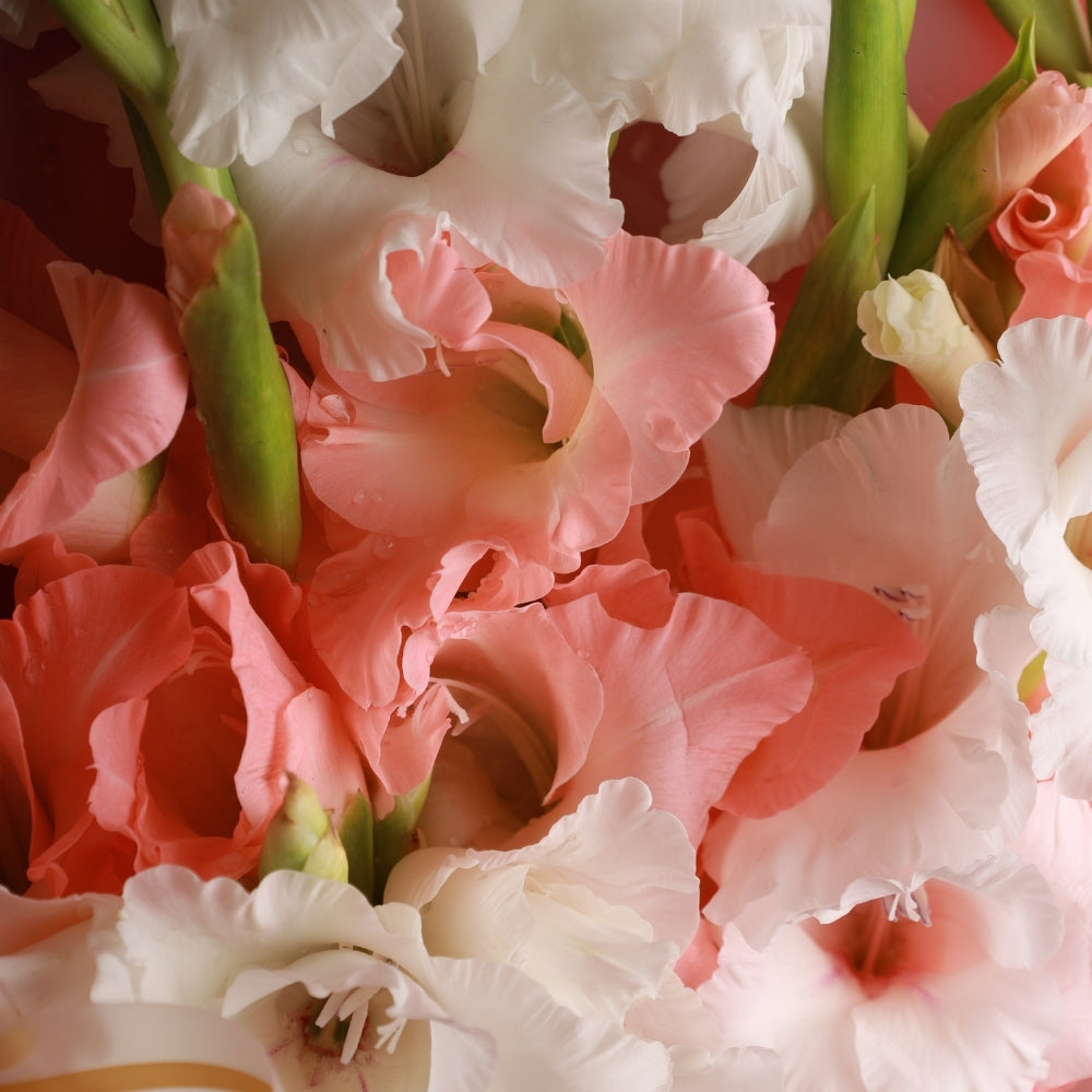 Pink Pastel Bouquet - Pink and White Gladiolus - TCS SentimentsExpress