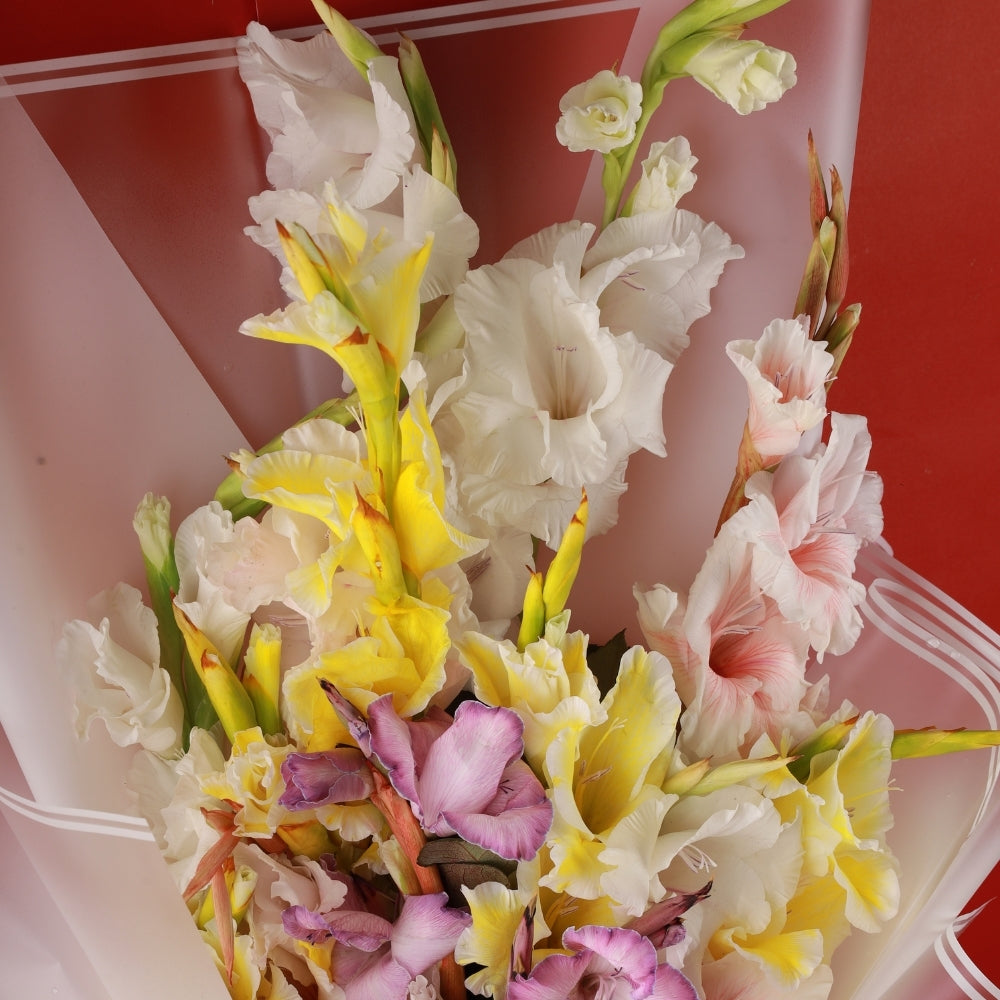 Aurore - Gladiolus - TCS SentimentsExpress