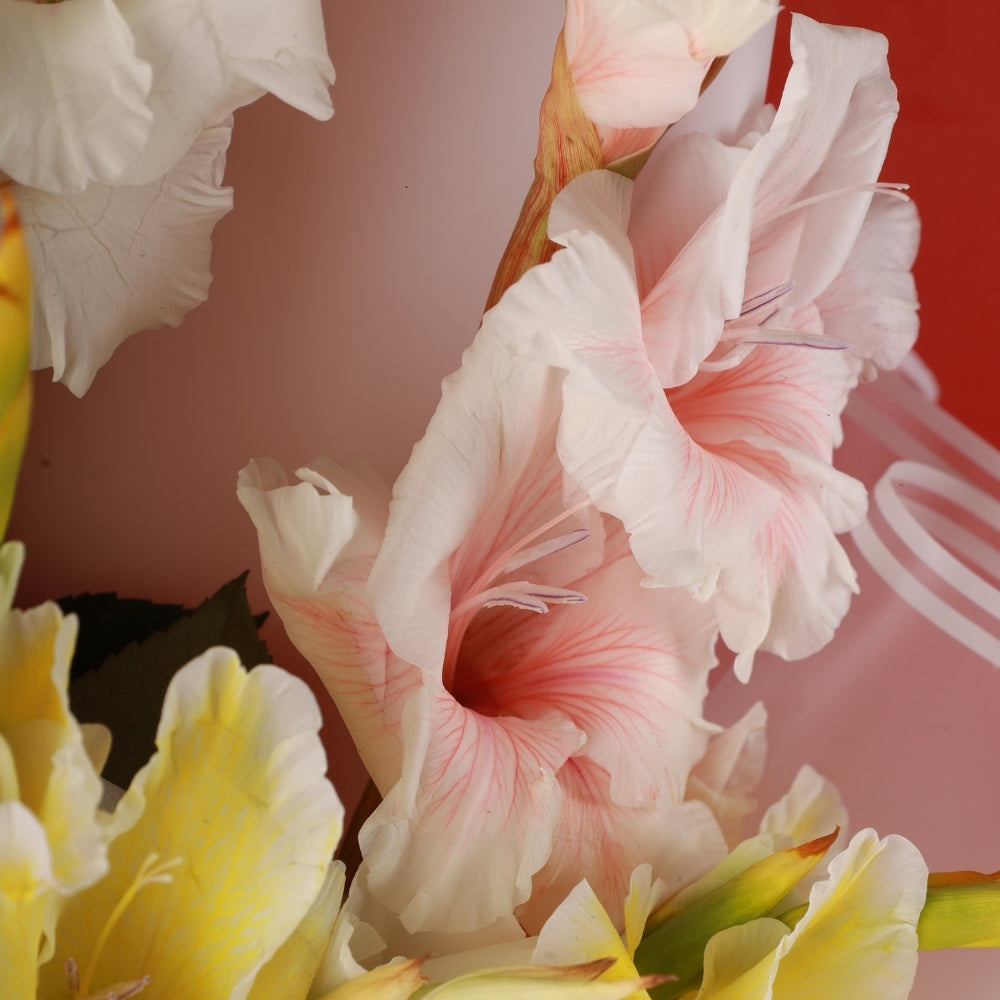 Aurore - Gladiolus - TCS SentimentsExpress