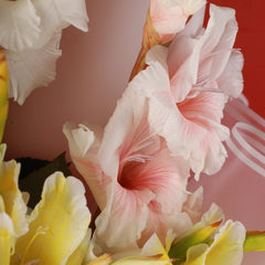 Aurore - Gladiolus - TCS SentimentsExpress