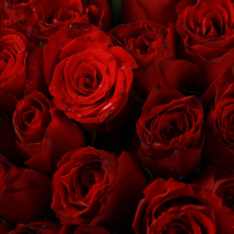 Glamorous 100 Imported Roses For Love