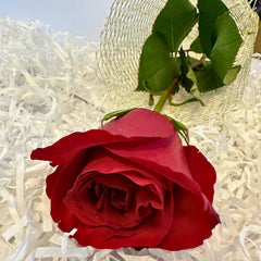The One For You - TCS SentimentsExpress