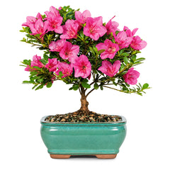 Blushing Azalea Bonsai