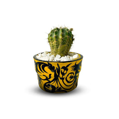 Colourvibe Cactus Plant by Menta