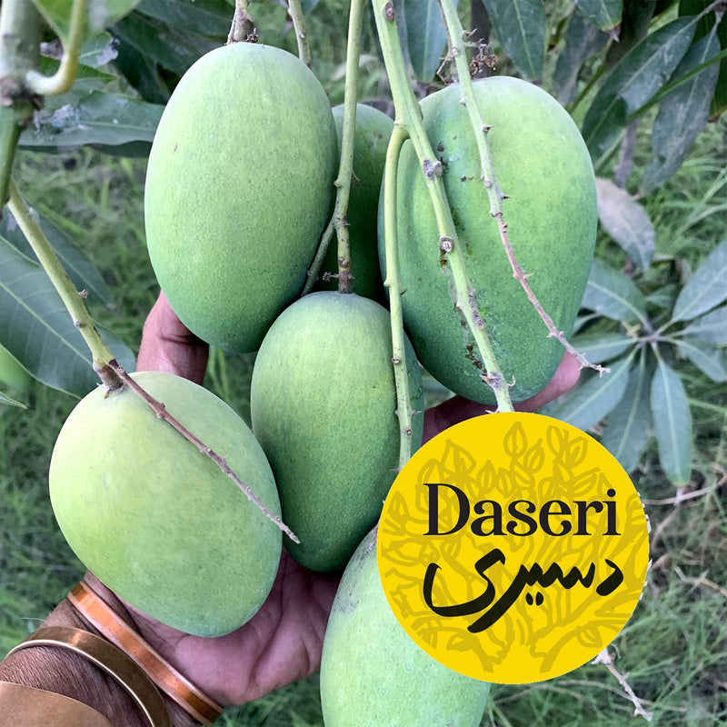 Daseri Mangoes - Karachi