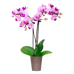 Mini Orchid