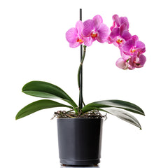 Pink Orchid Serenity