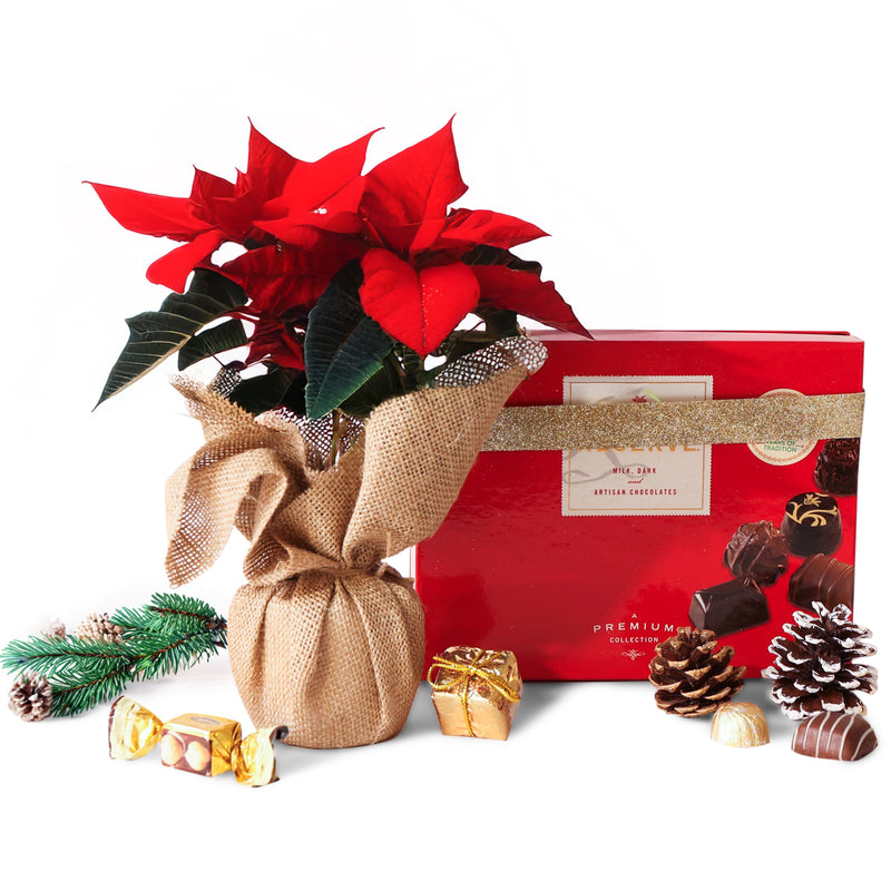 Poinsettia Plant and Holiday Chocolates