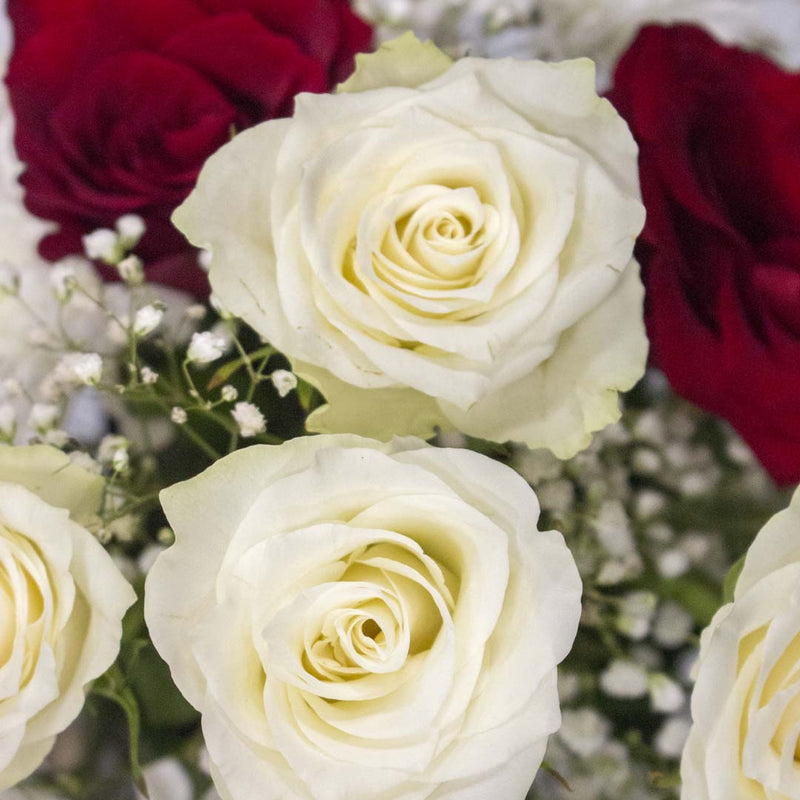 Divine Roses - Imported Red and White Roses